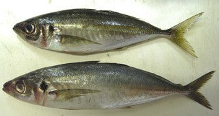 ムロアジ 価格はキロ当たりの単価です