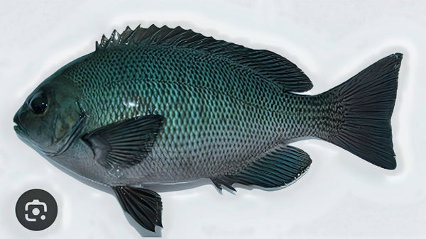 クロ(グレ) 価格は魚体で500g当たりの単価です。