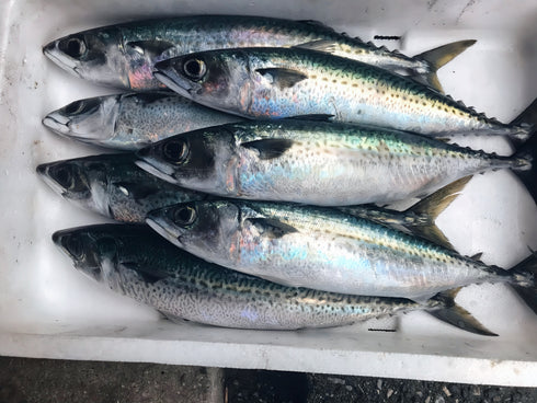 サバ(鯖) 価格は魚体で500g当たりの単価です