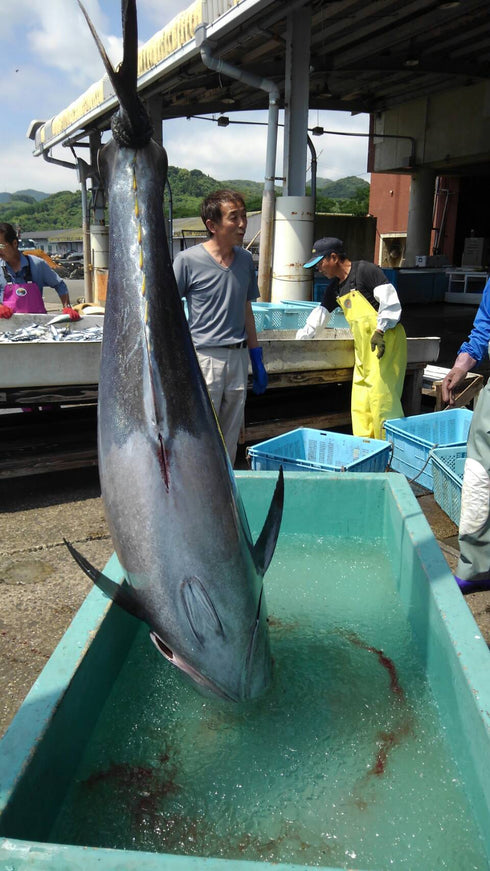 天草産まぐろ(天然)価格はブロック(250g程度)当たりの単価です