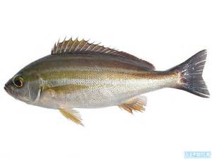 イサキ 価格はキロ当たりの単価です