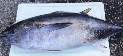 天草産まぐろ(天然)価格はブロック(250g程度)当たりの単価です