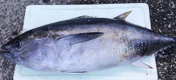 天草産まぐろ(天然)価格は調理前のキロ当たりの単価です