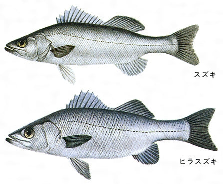 ナガスズキ 価格はキロ当たりの単価です