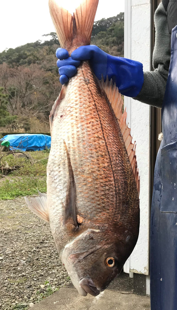 天然真鯛 価格はキロ当たりの単価です