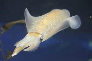 あおりいか 価格はキロ当たりの単価です