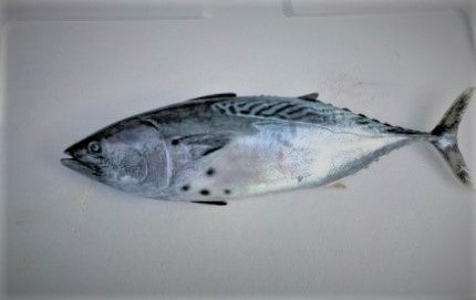 わくわく贈答お刺身ボックス6~7人用(800g以上) (コピー)