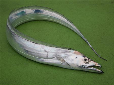 タチ魚大 価格はキロ当たりの単価です