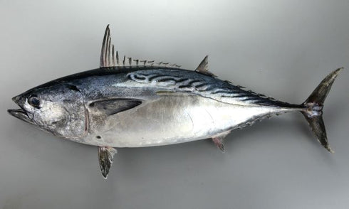 今月のお勧めセット(超高級魚を手ごろな価格で家庭の食卓へ)