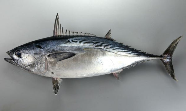 ”星カツオ (オボソ)” 価格はキロ当たりの単価です