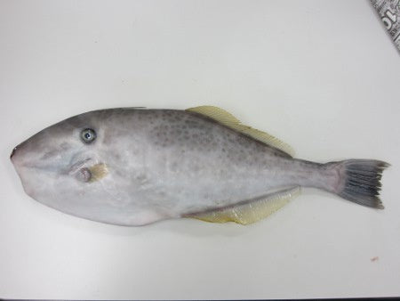 ウスバハギ 価格はマルのまま(下処理前)の500g相当分