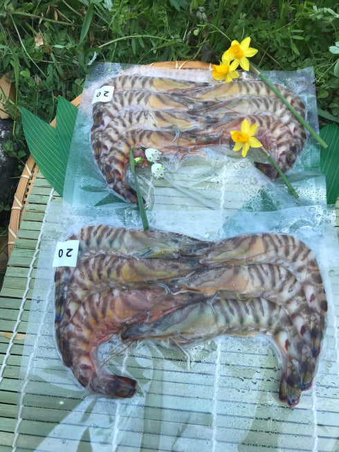 車エビ大2パック 人気NO1の商品です、売り切れ御免になります。