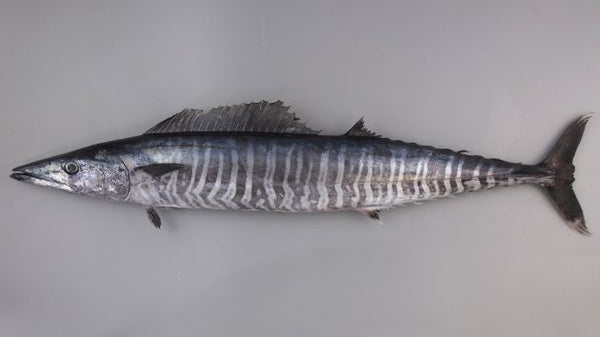 カマスサワラ 価格は魚体で500g当たりの単価です。