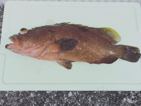 わくわく贈答お刺身ボックス8~9人用(1kg以上)