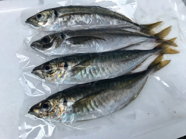 天草あじ(1k分)+旬魚ヘダイ1匹(1~1.5k)