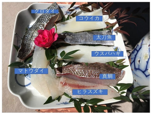 天草わくわく旬魚刺身づくしさく(8~9人前) 価格は送料・税込みです。魚種は季節により変わります。