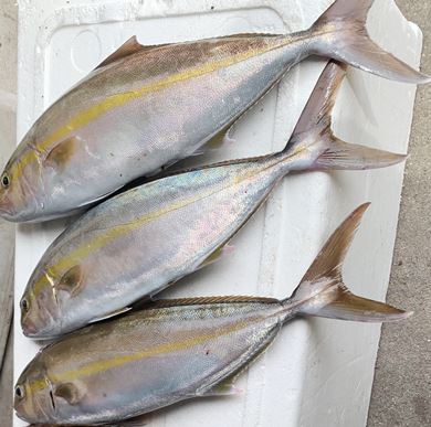 かんぱち小(1Kgサイズ)