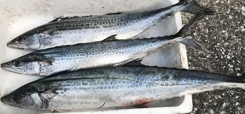 サワラ(サゴシ)価格は魚体で500g相当分です。