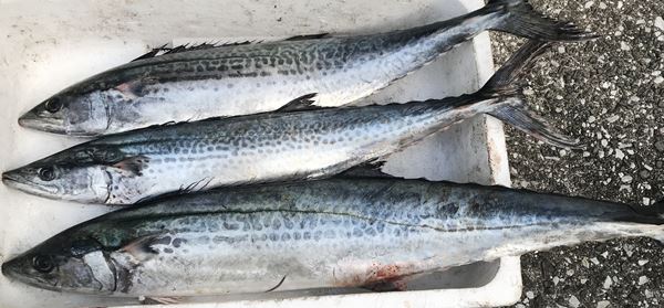 サゴシ(1kg以下のサワラ)