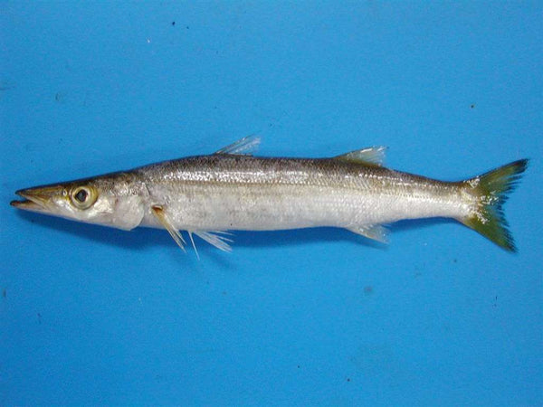 カマス 価格はキロ当たりの単価です