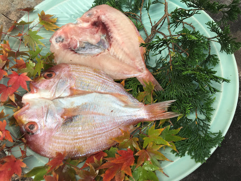 天草わくわく魚貝類セットデラックス