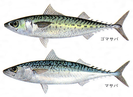 サバ(鯖) 価格はキロ当たりの単価です