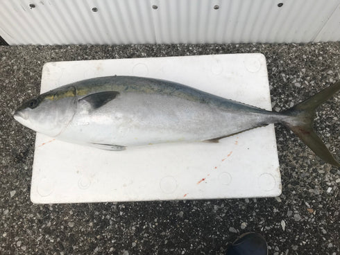 寒ブリ 価格は魚体の500g相当分の単価です