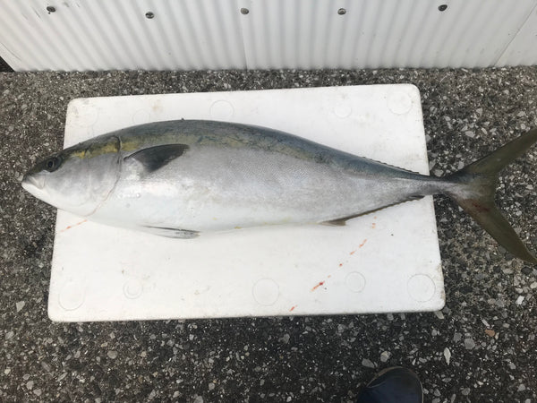 寒ブリ 価格はまるのままのキロ相当分の単価です