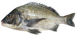 クロダイ(チヌ) 価格はキロ当たりの単価です