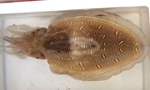 今月のお勧めセット(超高級魚を手ごろな価格で家庭の食卓へ)