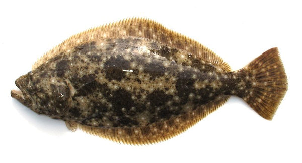 ヒラメ 価格はキロ当たりの単価です