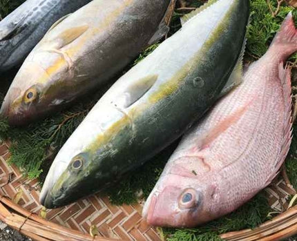 旬魚5千円ボックス(税込み・送料別)3種・3k以上
